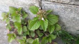 细风轮菜