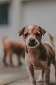 狗 