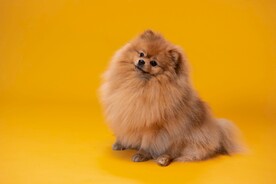 狗 