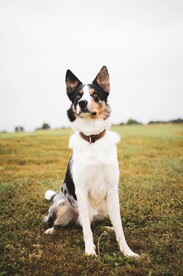 狗 