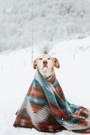 狗 