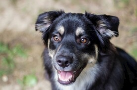 狗 