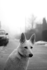 狗 