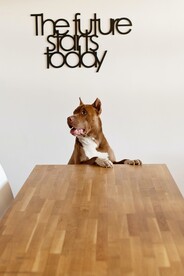 狗 