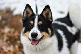 狗 