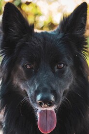 狗 