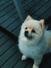 狗 