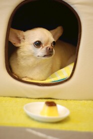 狗