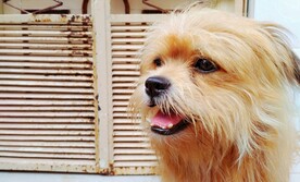 狗
