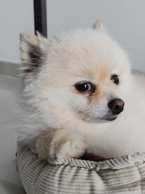 狗 