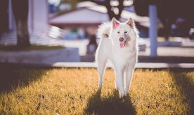 狗