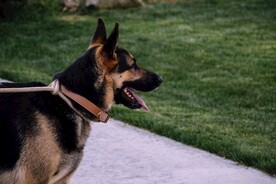 狗