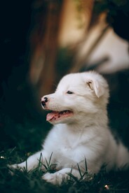 狗