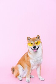 狗 