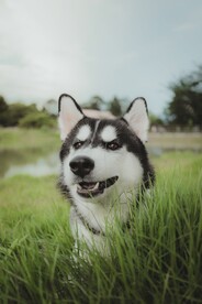 狗 