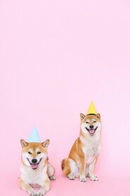狗