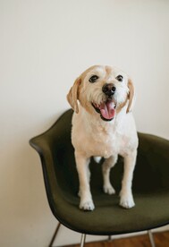 狗