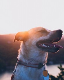 狗