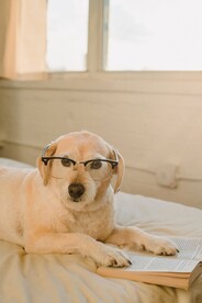 狗