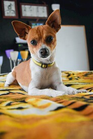 狗 