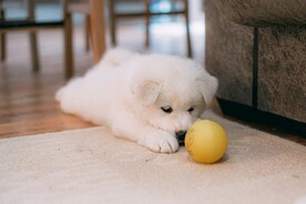 狗 