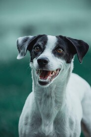 狗