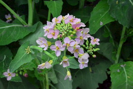 油菜花  