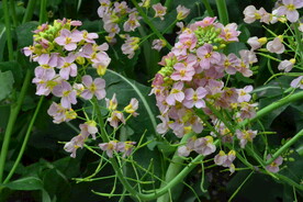 油菜花