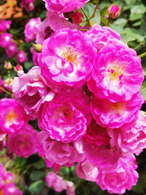 蔷薇花开