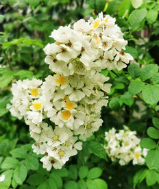 蔷薇花开