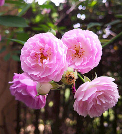 蔷薇花开