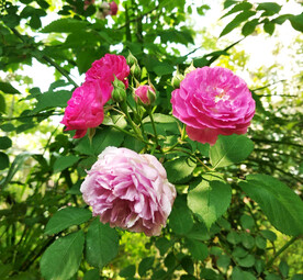 蔷薇花开