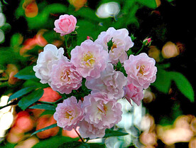 蔷薇花开