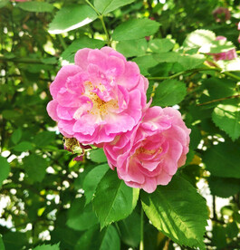 蔷薇花开