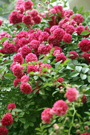 蔷薇花开