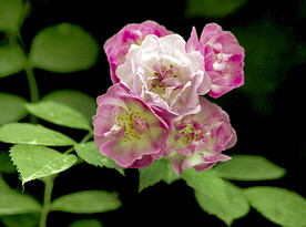 蔷薇花开
