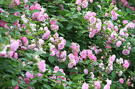 蔷薇花开