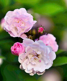 蔷薇花开