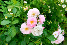 蔷薇花开