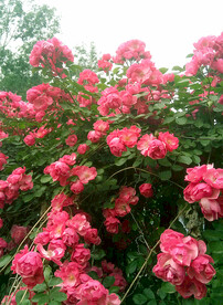 蔷薇花开