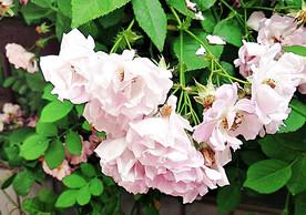 蔷薇花开