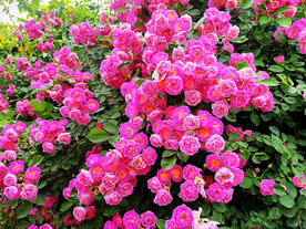 蔷薇花开