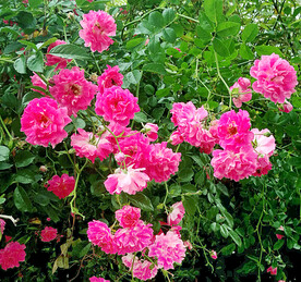 蔷薇花开
