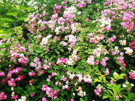 蔷薇花开