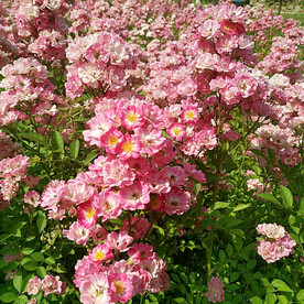 蔷薇花开
