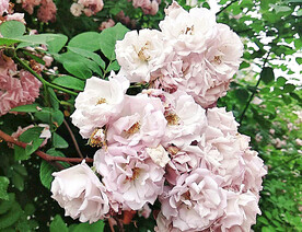 蔷薇花开