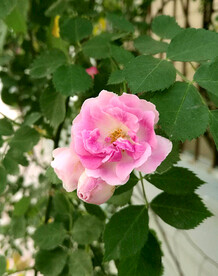 蔷薇花开
