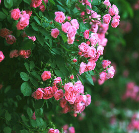 蔷薇花开