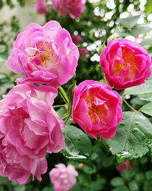 蔷薇花开