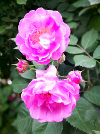 蔷薇花开